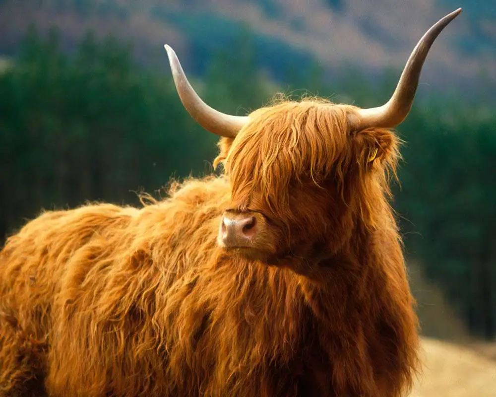 Isle of Skye Tour From Inverness